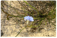 Lechenaultia Junceas