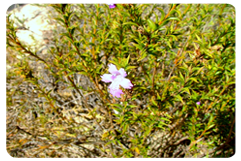 Hemiandra Pungens