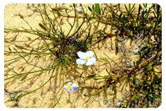 Goodenia Coerulea