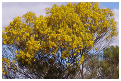 banksia in full flower