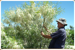 4wd Western Australia wildflower tours