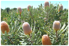 yellow banksia wildflowers westways